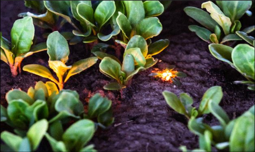 laser azul para remo&ccedil;&atilde;o de ervas daninhas a laser