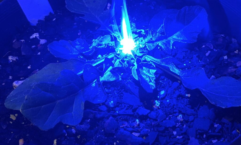 laser azul para remo&ccedil;&atilde;o de ervas daninhas a laser